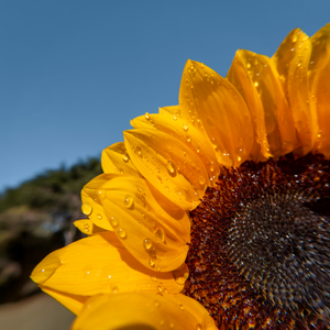 Insta360 GO Ultra Micro Lens Kit manufacturer close-up sample of sunflower detail