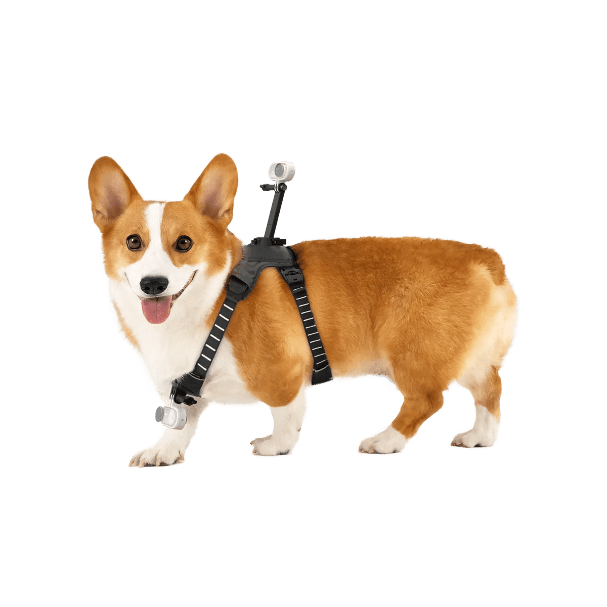 Insta360 Pet Harness Mount S/M for Pet POV Camera Shots - ACE Peripherals
